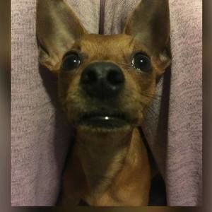 Meet your Posher, Monica